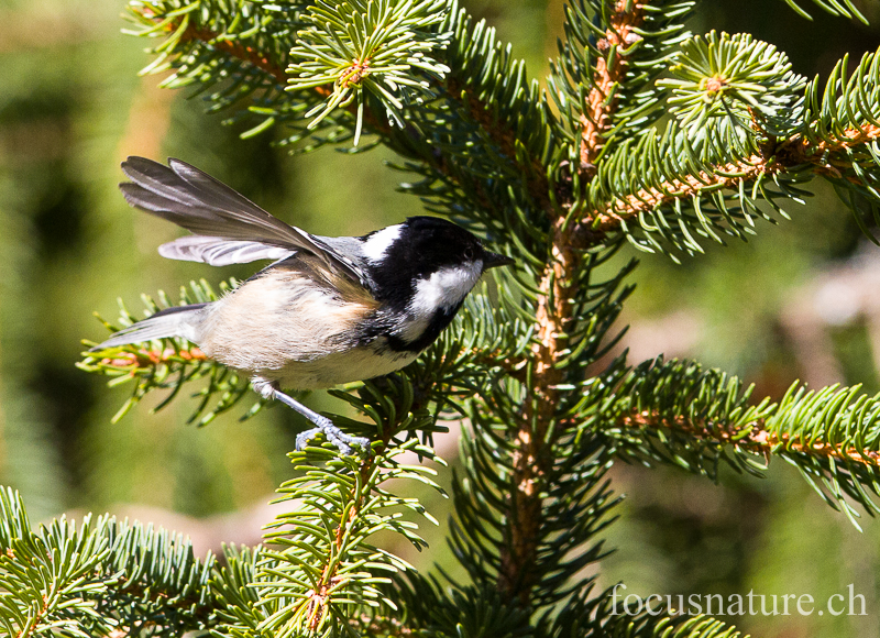 Mesange noire 3693.jpg - Mésange noire - Coal Tit - Periparus ater (St-Cergue, Vaud, novembre 2012)